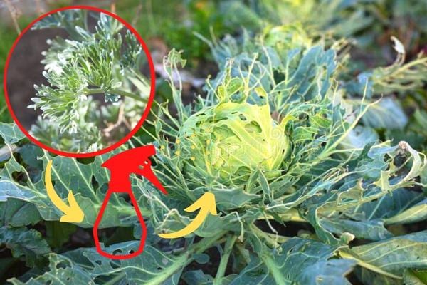 Infusion d'absinthe sur du chou contre la piéride