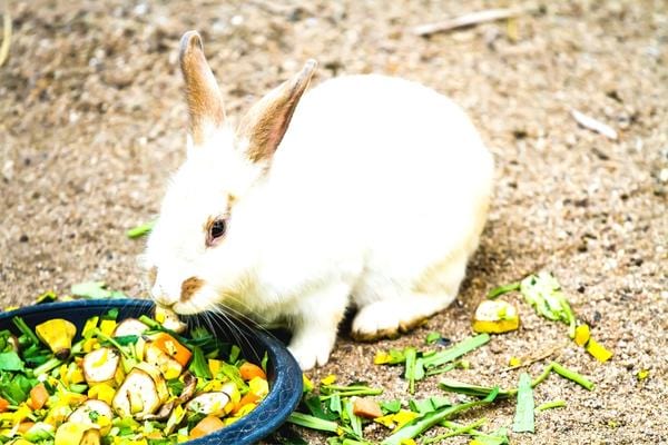 A rabbit eating waterlogged vegetables