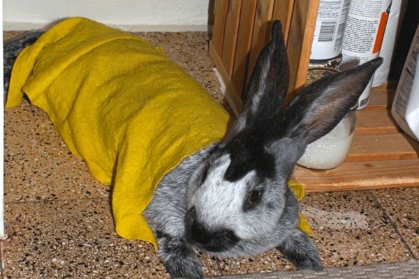 lapin noir et blanc sous une serviette humide jaune