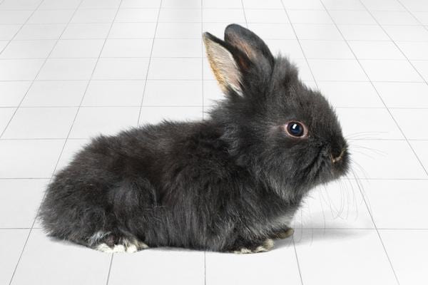 black rabbit on tiled floor 