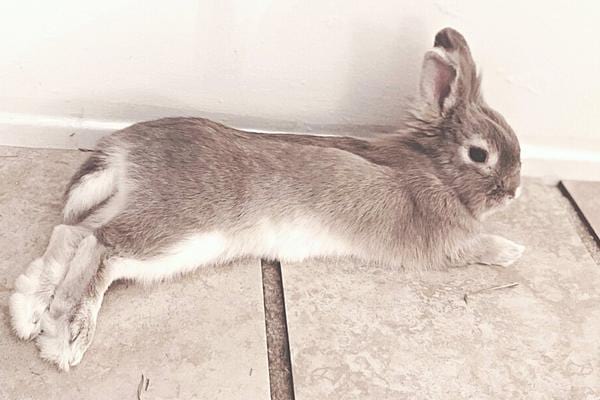 Lapin noir sur carrelage pour se rafraîchir et avoir moins chaud