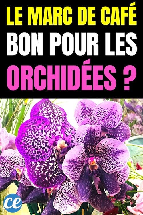 le marc de café est-il bon pour les orchidées en pot 