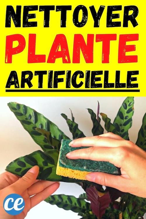 Une plante artificielle nettoyée avec une éponge pour qu'elle brille 