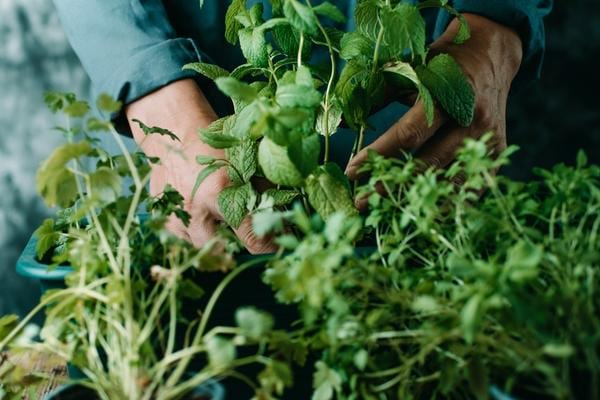 Des herbes aromatiques contre la piéride