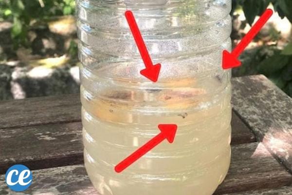 un piège pour mouches volantes avec une simple bouteille plastique