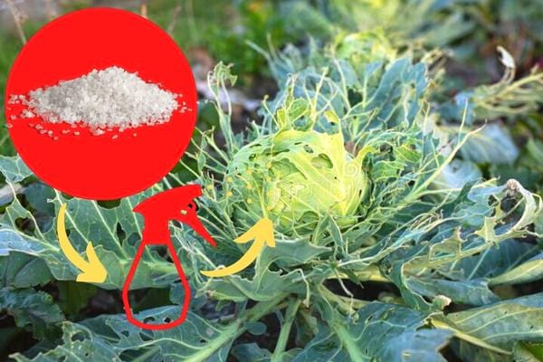 Un traitement à base de sel sur du chou contre la piéride