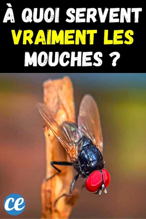 À Quoi Servent les Mouches ? SontElles Utiles