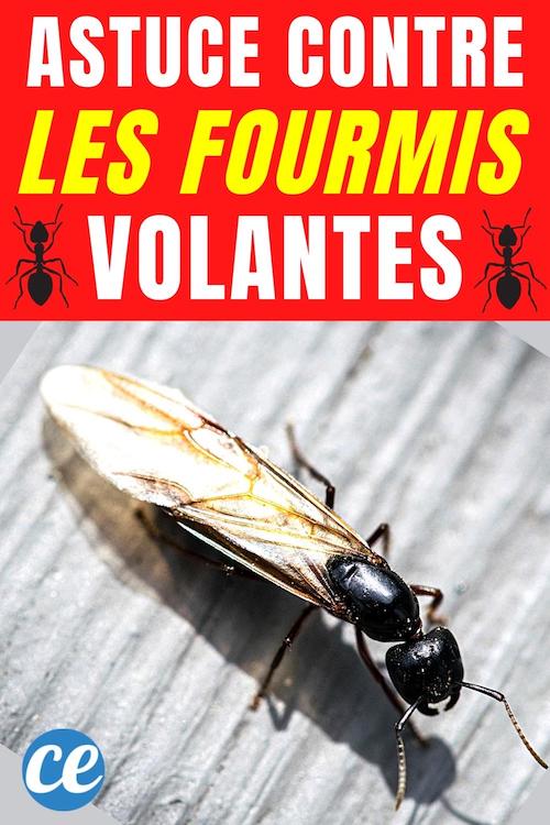 Fourmis Volantes 12 Astuces Pour S