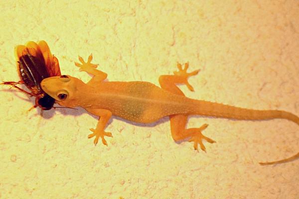 Pourquoi Il Ne Faut Jamais Tuer les Geckos Dans Votre Maison ?