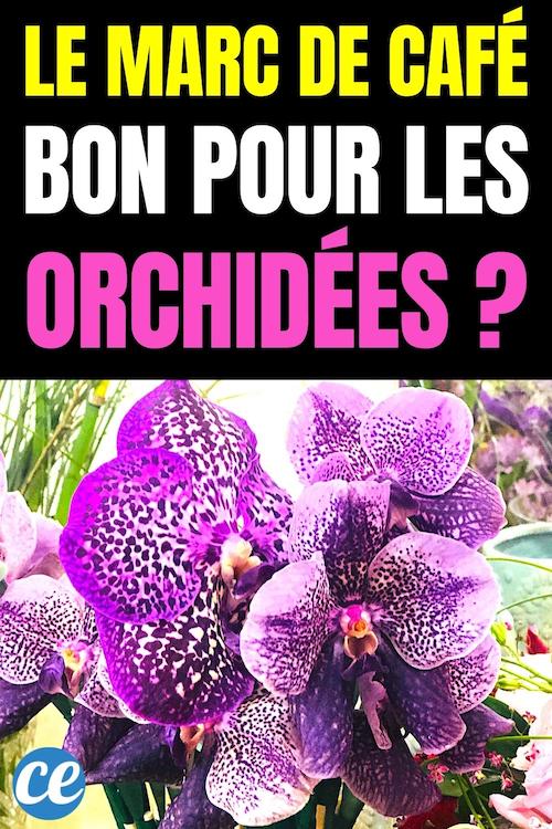 Le Marc de Café Est-il Bon Pour Vos Orchidées