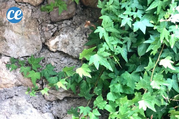 Comment Se Débarrasser Du Héros Scan Vf www.comment-economiser.fr