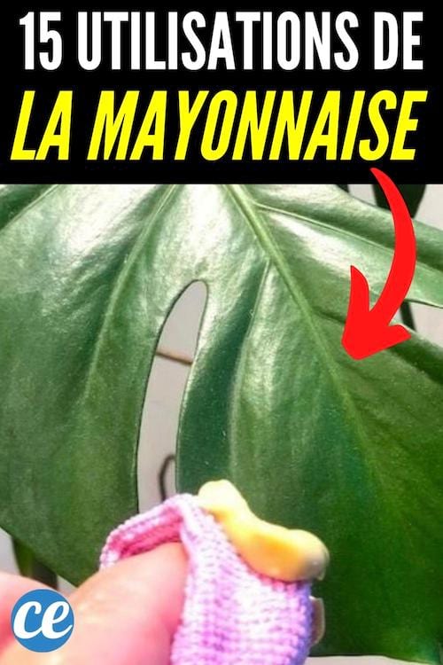Voici 15 utilisations étranges mais très efficaces de la mayonnaise.