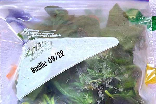 Basilic conservé dans un sac de congélation