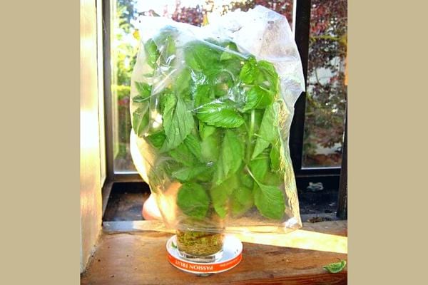 Plante basilic conserver à l'aide d'un sachet
