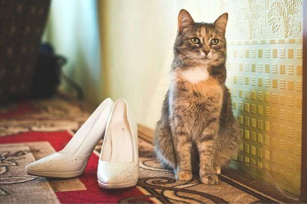 Un chat à proximité d'une paire de talons