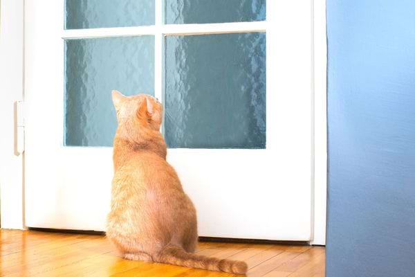 Chat roux devant une porte blanche