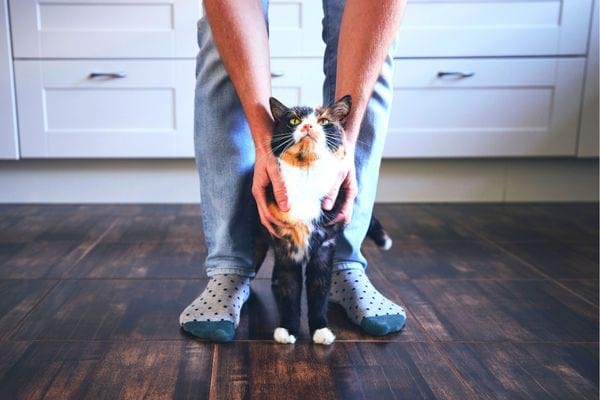 Un chat entre les mains d'une personne