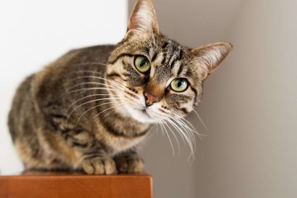 Un chat qui a l'air concentré