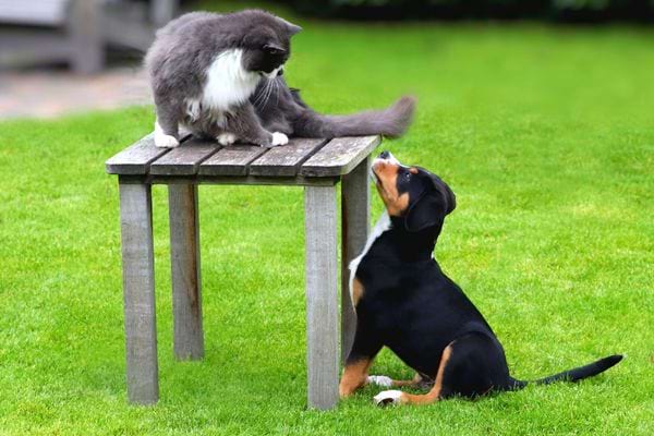Chat sur une table en extérieur avec un chien en dessous