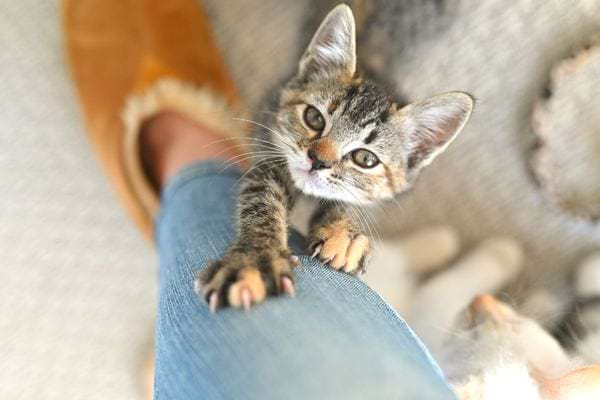 Un chat sur la jambe de sa maîtresse