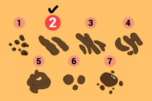 La consistance des crottes des chiens se définit sur une échelle de 1 à 7.