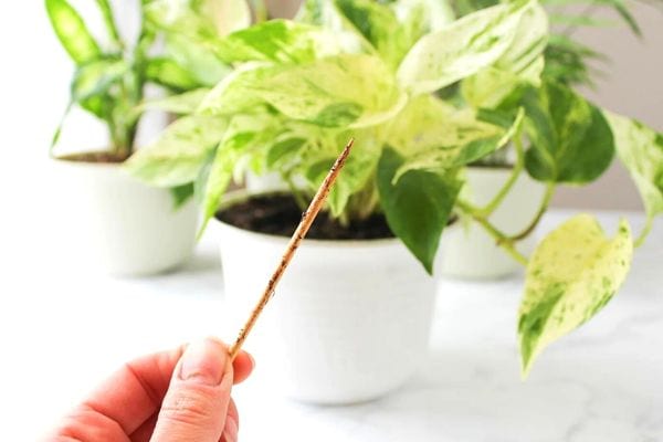 Un cure-dent avec de la terre dessus pour vérifier son humidité dans une plante