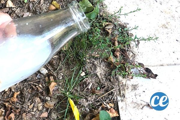 de l'eau de cuisson de riz salée versée sur des mauvaises herbes près d'une terrasse pour désherber