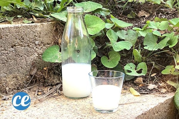 un verre et une bouteille d'eau de cuisson de riz sur un escalier devant des plantes