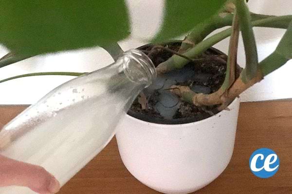 De l'eau de cuisson de riz versée dans une plante