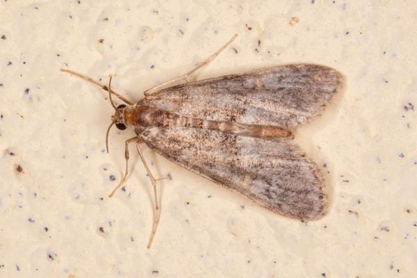 Une mite alimentaire blanche et grise en gros plan