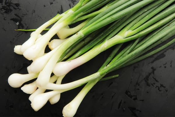 oignons blancs jeunes pousses