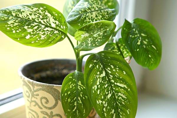 Plante verte d'intérieur le dieffenbachia