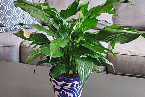 Planta verde interior spathiphyllum ou falso arum