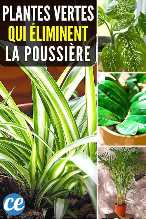 Les 9 meilleures plantes dépolluantes pour assainir l'air et éliminer la poussière.
