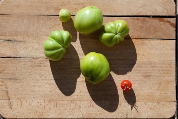 Several tomatoes that are in the sun