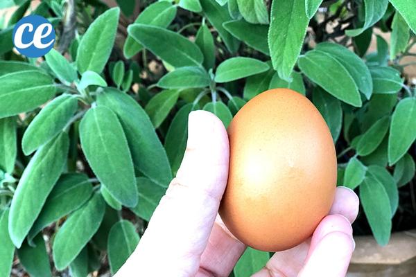 Que Faire Avec des Oeufs Périmés ? 13 Utilisations Pour la Maison et