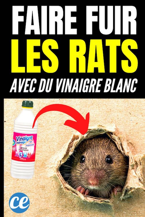 Peut-On Faire Fuir les Rats Avec du Vinaigre Blanc