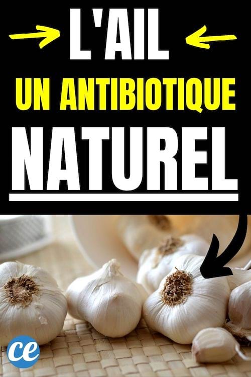 des gousses d'ail sur une table