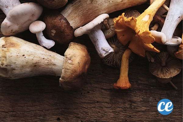Où Trouver des Champignons En Ce Moment ? La Carte des Coins Secrets.