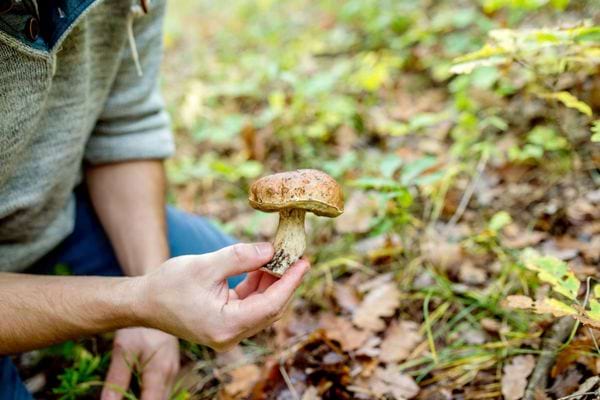 un homme ramasse un champignon