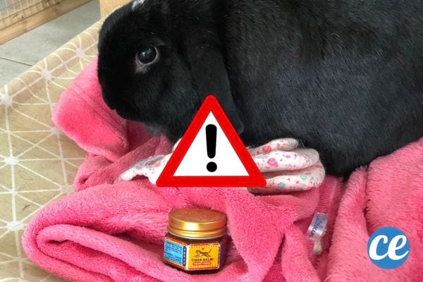 Un baume du tigre devant un lapin noir