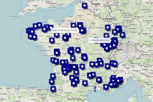 La carte participative qui dévoile là où se trouve les champignons en france