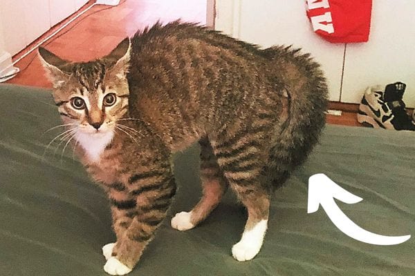 Un chat qui gonfle les poils de sa queue