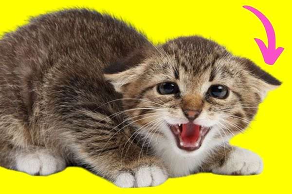 Un chat avec les oreilles plates et tournées vers l'arrière