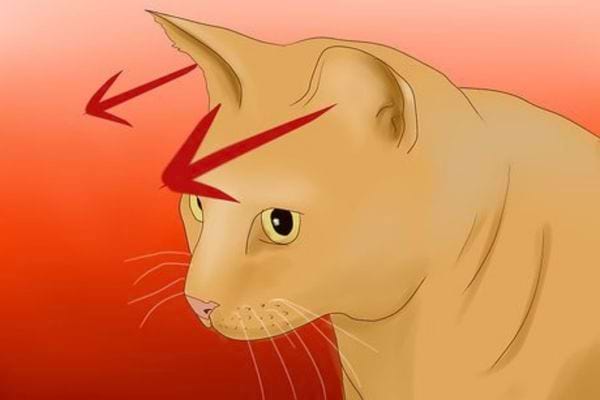 Un chat roux sur un dessin avec les oreilles légèrement tournées vers l'avant