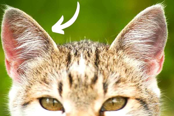 Un chat avec les oreilles droites et dressées vers le haut