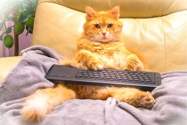 Gros chat roux avec un clavier noir sur lui