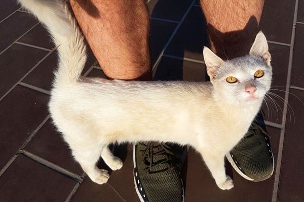 Un chat blanc qui se frotte contre des jambes d'humain