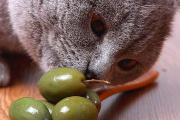 chat gris qui renifle une olive verte