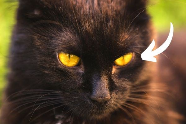 Un chat noir avec les pupilles contractées et étroites